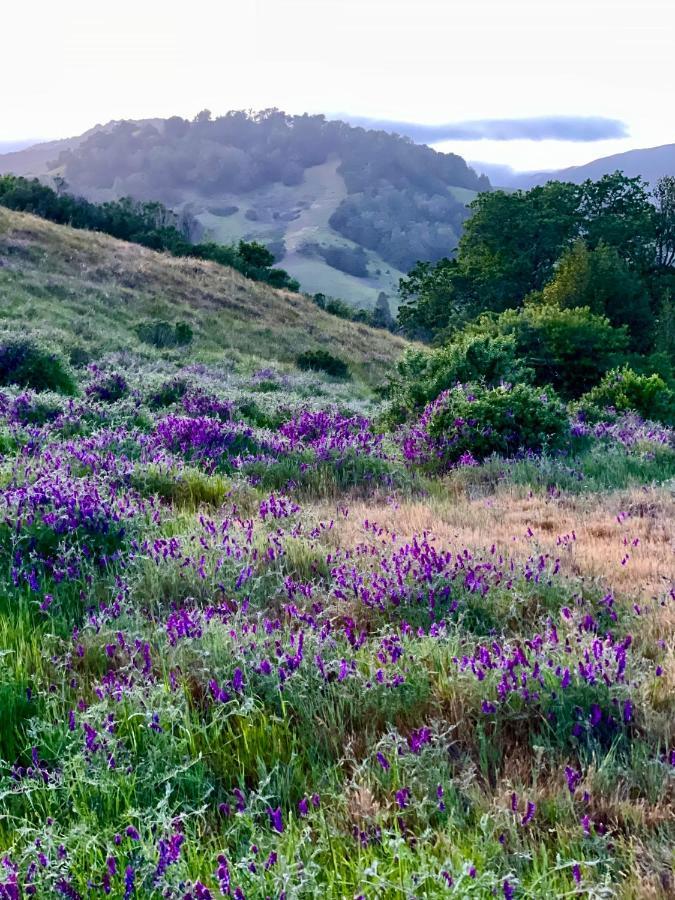 Luxury Suite With Views - San Rafael, Gateway To Sf & Wine Country Exteriör bild